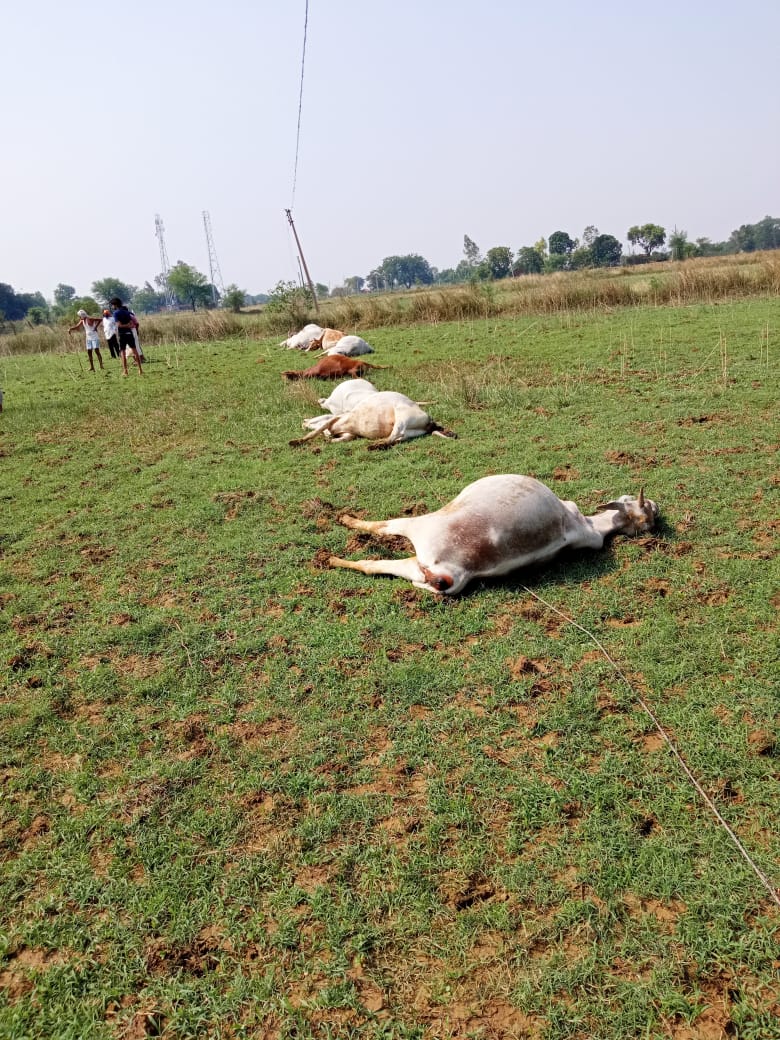 REWA : विद्युत कर्मचारियों की लापरवाही के चलते दस से ज्यादा गायों की करंट की चपेट में आने से मौत